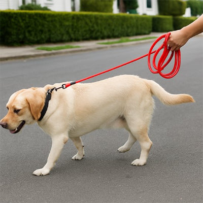 longe chien système de verrouillage rapide