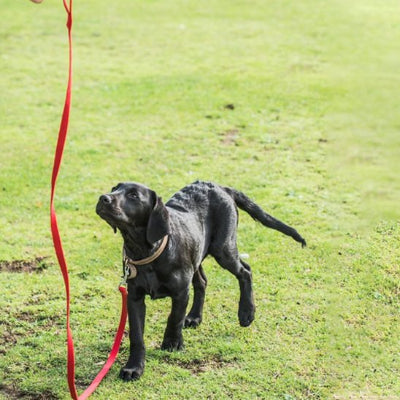 longe pour chien actif