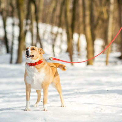 Longe pour chien controle tout en liberte