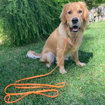 Longe pour chien anti-traction – 10m résistante et sans odeur