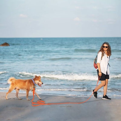 Longe pour chien ideale pour l'éducation canine