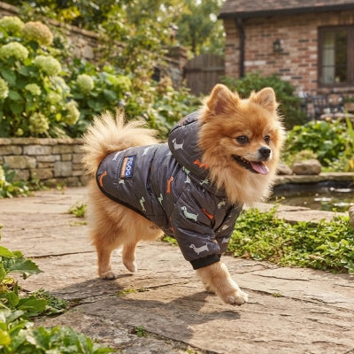Manteau Chien beau manteau gris petit chien