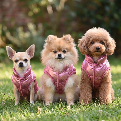 Manteau chien confort pour l'automne