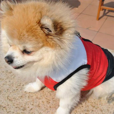 Manteau chien veste coupe vent 