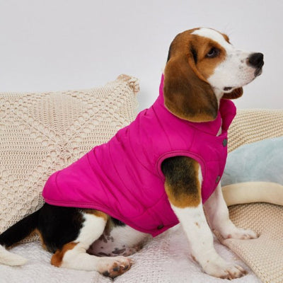Manteau pour chien  veste chaude et imperméable 