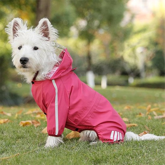 Manteau pour chien voyager de nuit est plus sûr