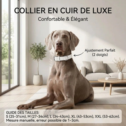 Collier en cuir pour chien | Raffiné, confortable et résistant