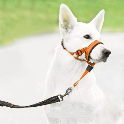 Muselière chien​ obligatoire dans les transports
