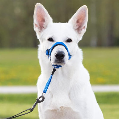 Muselière chien​ permet d'enseigner au chien à se contenir sans risques