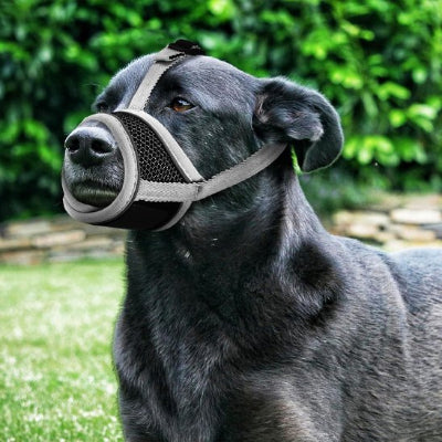 Museliere pour chien moins de stress en promenade