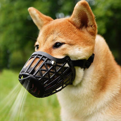 Muselière pour chien pour une marche en rural