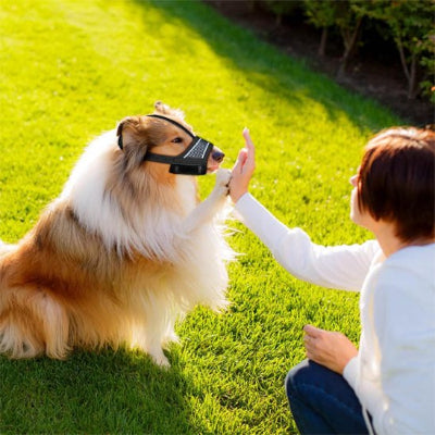 Muselière pour chien sangle de tête 