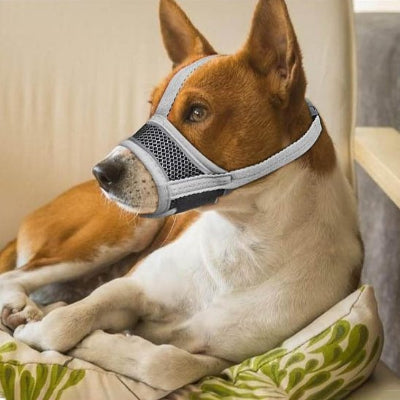 Muselière pour chien sociable mais anxieuse