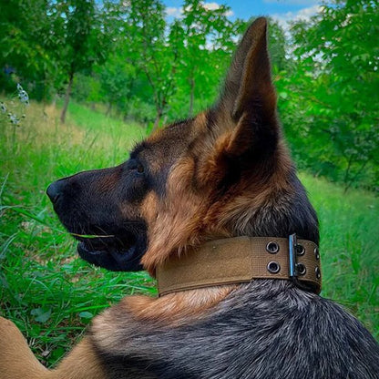 Collier chien | collierMilitaire