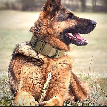 Collier chien | collierMilitaire
